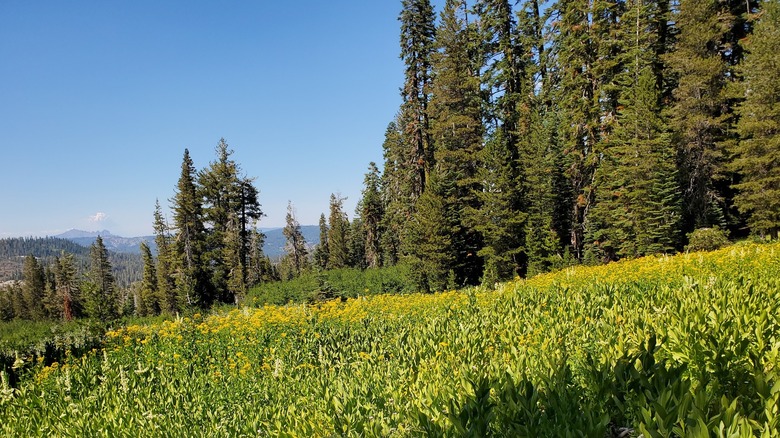 A wildflower-filled meadow next to tall trees near Grouse Ridge Campground, California