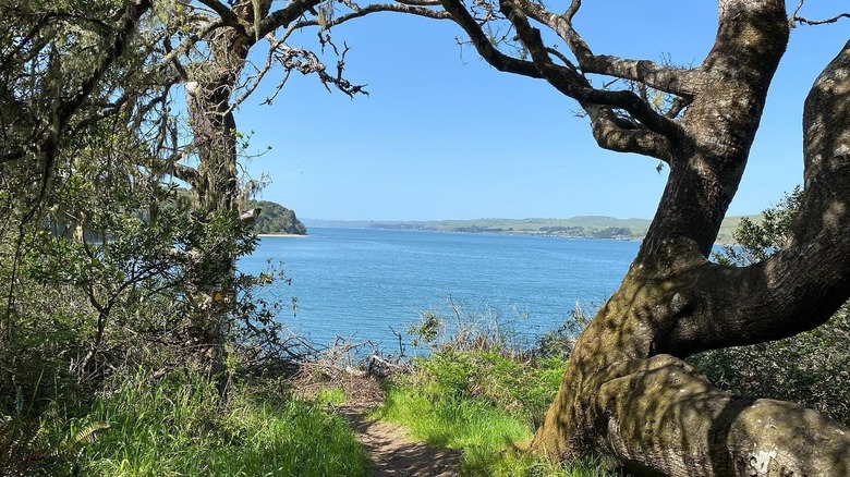 A view point across Tomales Bay with oak trees at Tomales Bay State Park, California.