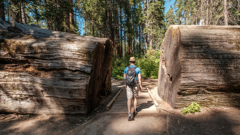 A person hikes between two halves of a tree trunk in Calaveras Big Trees State Park