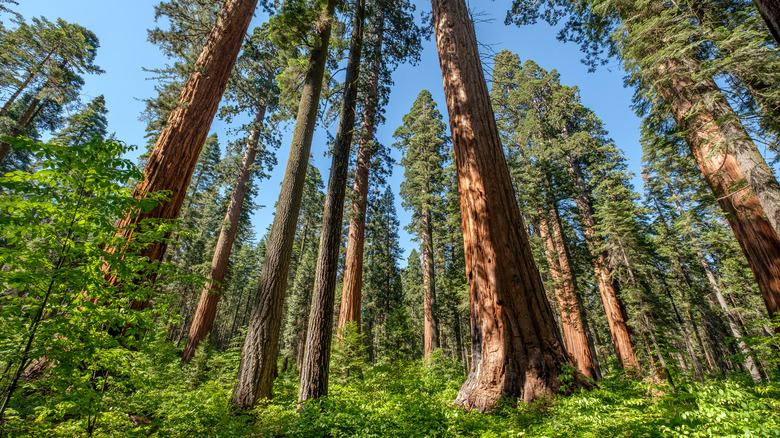 Huge sequoias at the Calaveras Big Trees State Park