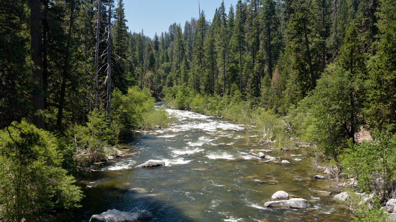 The Stanislaus River cutting through the forests of Calaveras Big Trees State Park