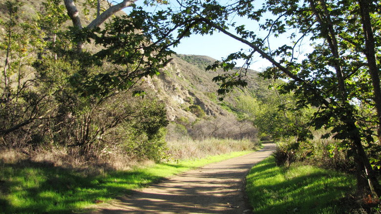 A flat dirt fire road cuts through Sycamore Canyon, shaded by various trees