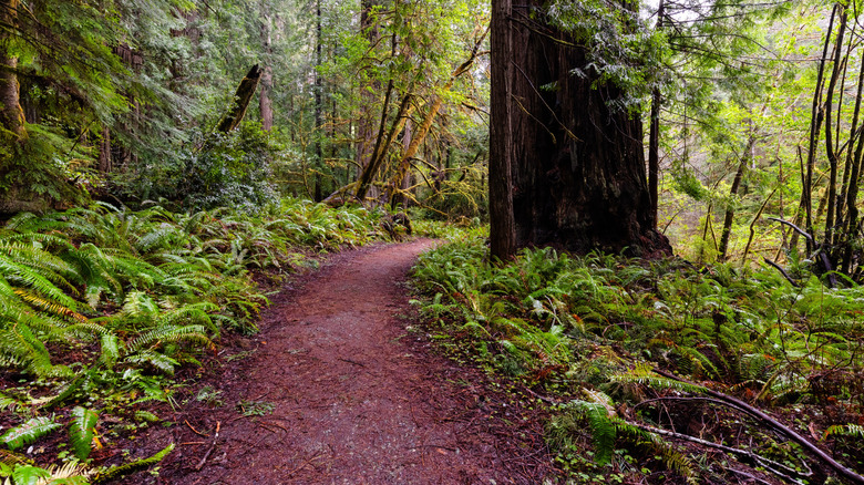 Karl Knapp Trail at Prairie Creek Redwoods State Park, CA