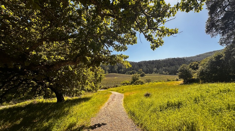 Trail at Jack London State Historic Park