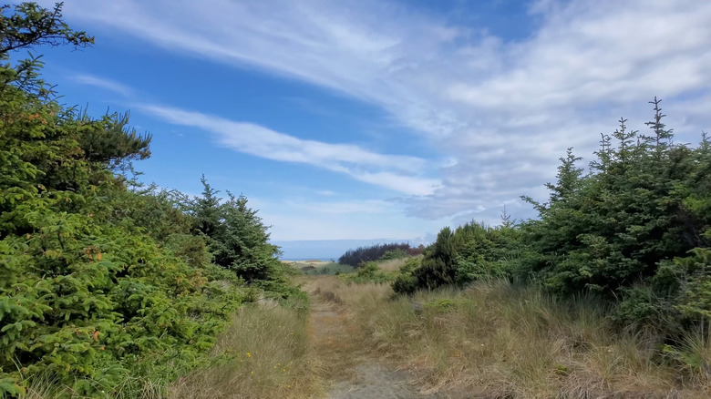 Tolowa Dunes State Park trail overlooking the ocean in California