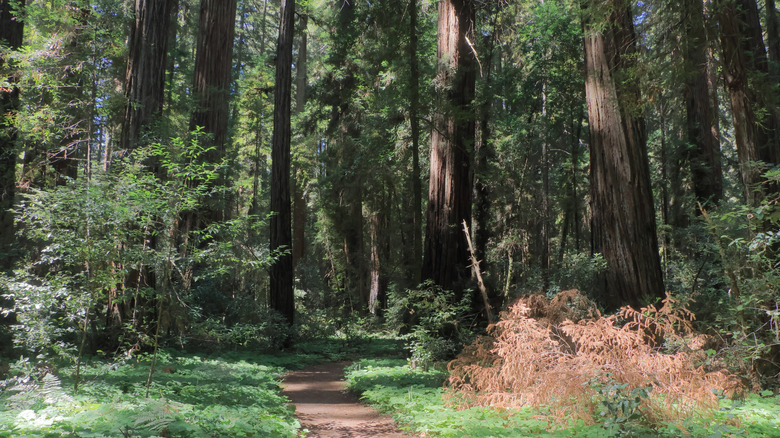 Hiking trail amongst towering redwoods at Hendy Woods State Park, Mendocino County, California