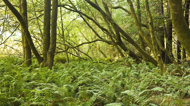 The Hendy Woods Discovery Trail at Hendy Woods State Park, Mendocino County, California