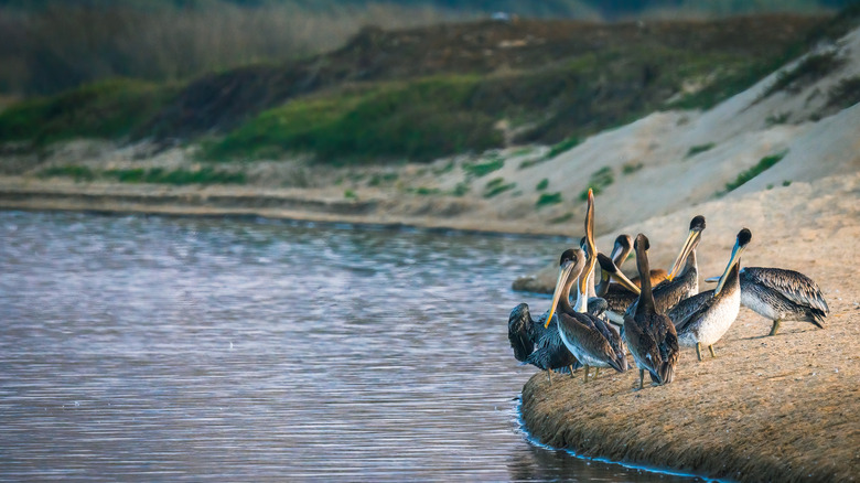 Colony of pelicans on the beach at sunset, Guadalupe-Nipomo Dunes National Wildlife Refuge, California