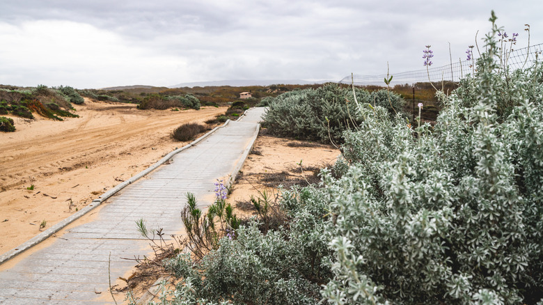 Path through sand dunes between Oso Flaco Lake and the ocean in Guadalupe-Nipomo Dunes National Wildlife Refuge, California