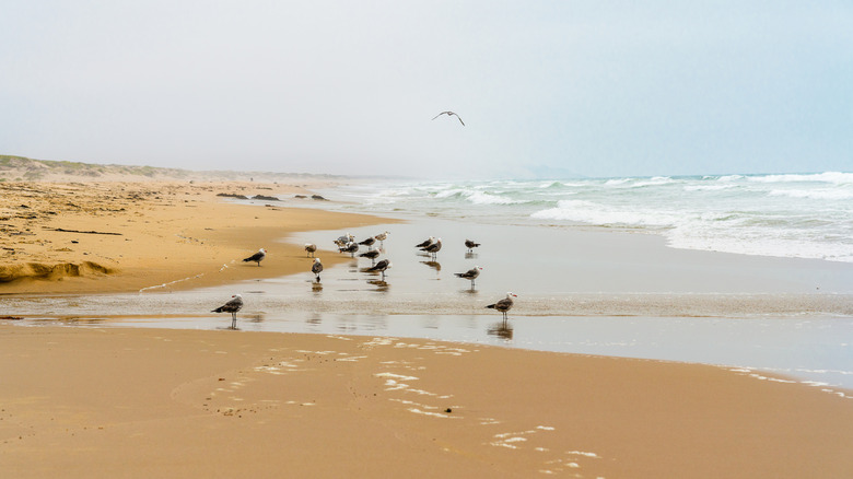 Flock of birds on the beach in Guadalupe-Nipomo Dunes National Wildlife Refuge, California