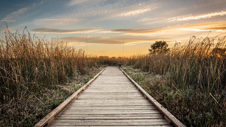 Walkway with grass at sunset in Galt