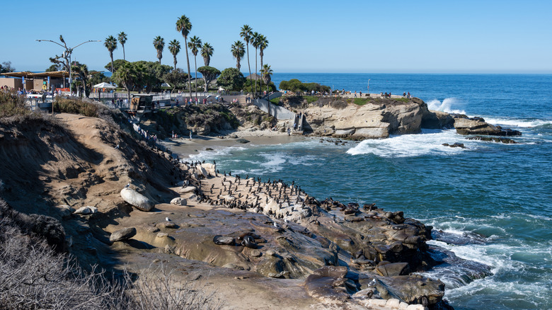 Crowds of people and sea life at La Jolla Cove