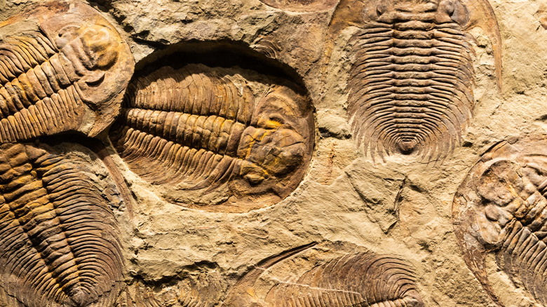 Closeup of a trilobite fossils embedded in sedimentary rock
