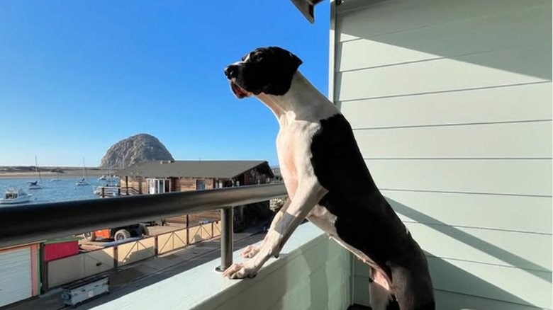 A dog on a balcony at a guest room at 456 Embarcadero Inn & Suites
