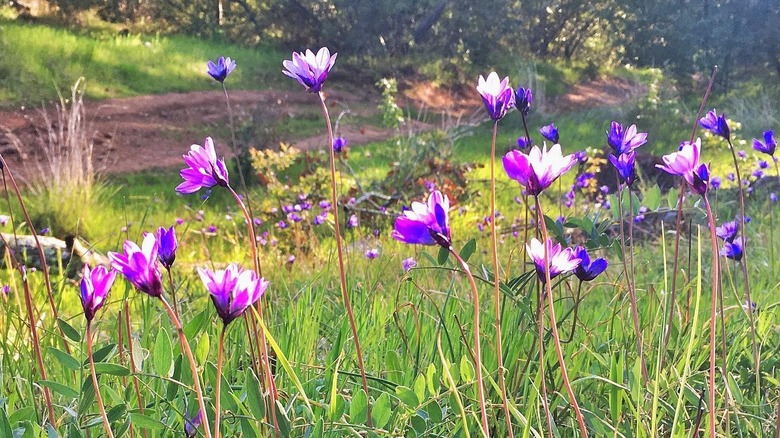 A flurry of purple wildflowers grow in one of Trione-Annadel's springtime meadows