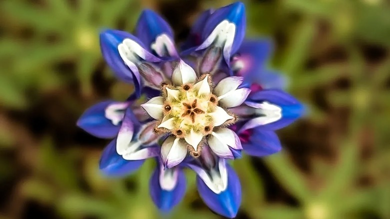 A small blue and white star-shaped wildflower is seen up-close from above