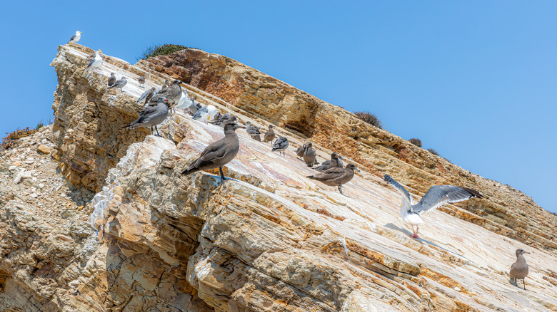 Gulls crowd a rock at Gaviota State Park, California