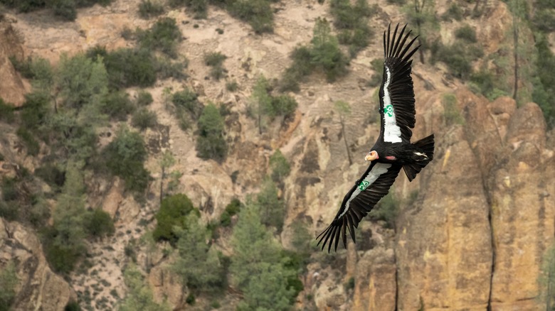 California Condor flying over Pinnacles National Park