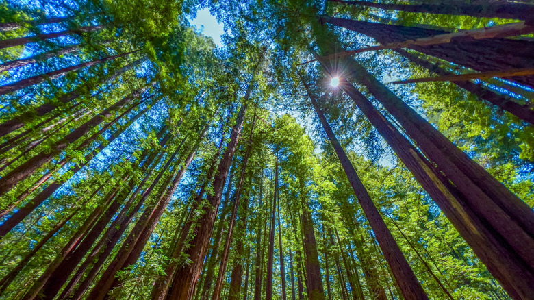 POV looking up at the tall trees on a sunny day
