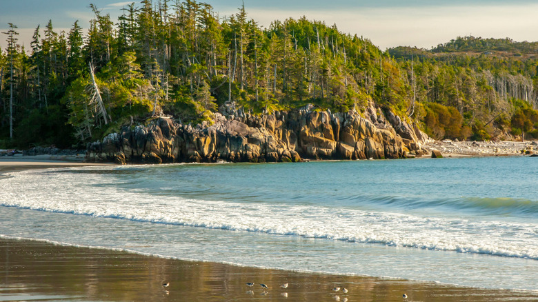 Ocean beach and cliffs at Calvert Island, British Columbia