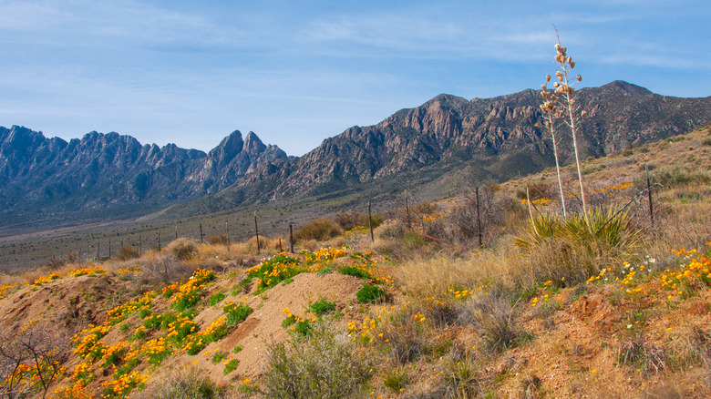 The Organ Mountains at Aguirre Spring, New Mexico