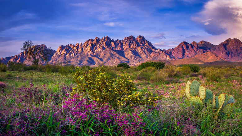 Wildflowers in front of the Organ Mountains, New Mexico