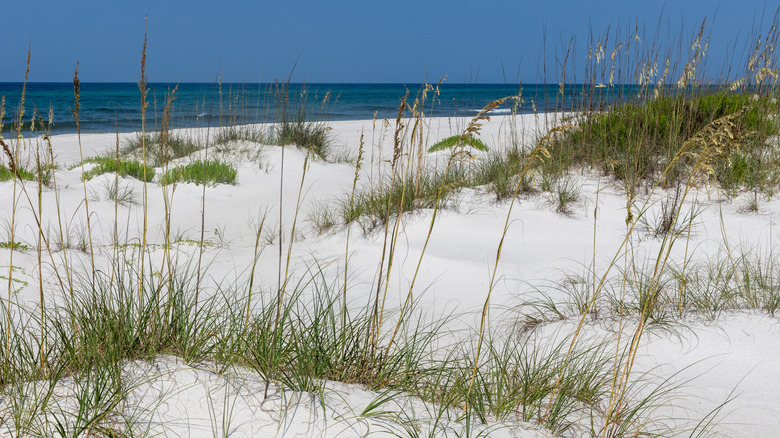 View of the beach at Camp Helen State Park