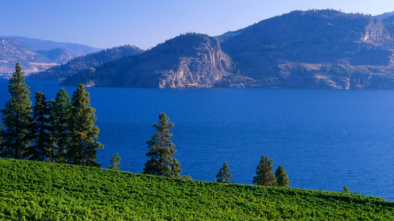 View of a vineyard located in the Okanagan Valley overlooking Okanagan Lake