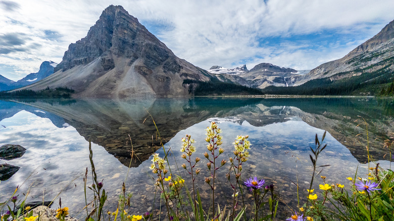Wildflowers on the shore of Bow Lake in Banff National Park Canada with a perfect reflection of the mountains in the lake surface