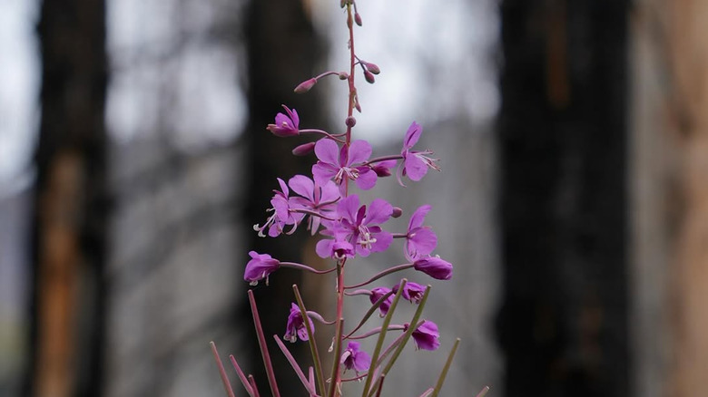 A close-up view of a wildflower at Waterton Lakes National Park