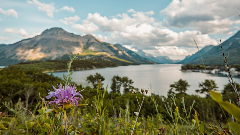 Wildflowers overlooking Waterton Lake in the Canadian Rockies, Waterton Lakes National Park