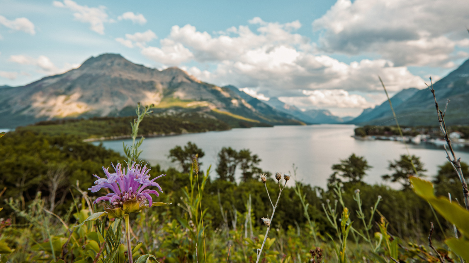 Canada's Alpine 'Wildflower Wonderland' Comes Alive In Spring
