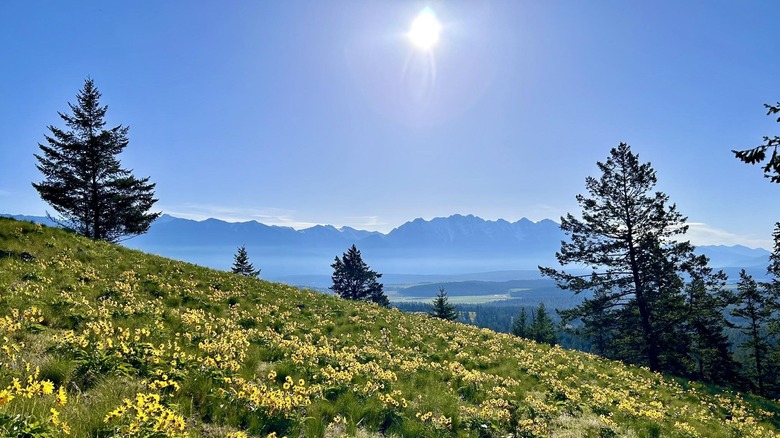 A shot of a hillside with yellow wildflowers in the Cranbrook Community Forest