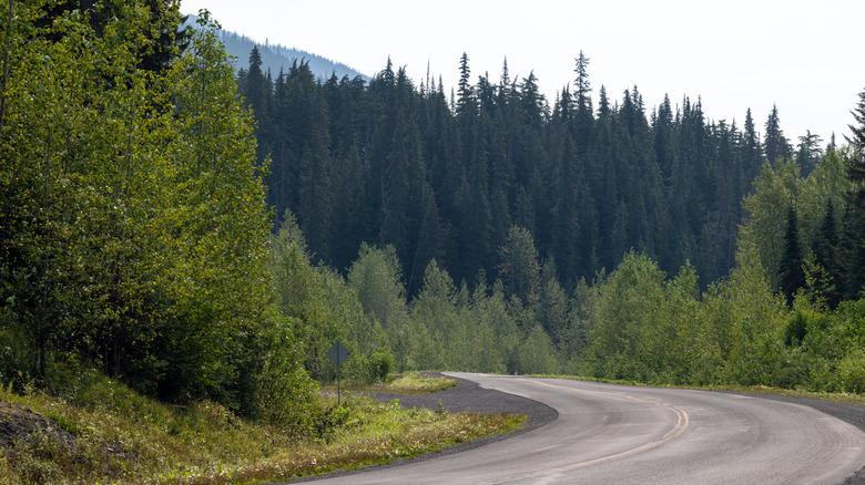 A highway leading to the Ningunsaw River Ecological Preserve, surrounded by pine trees