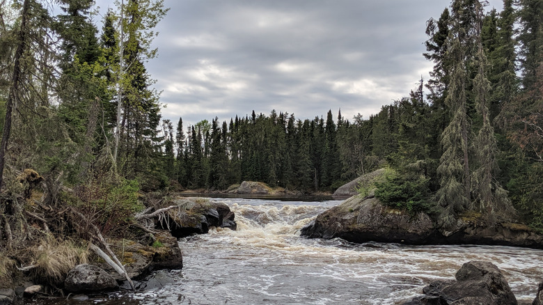 A river running through evergreen trees in Poplar/Nanowin Rivers Park Reserve, Manitoba