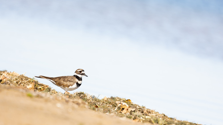 Brown, white, and black killdeer shorebird standing on a due in Sandbanks Provincial Park, Ontario.