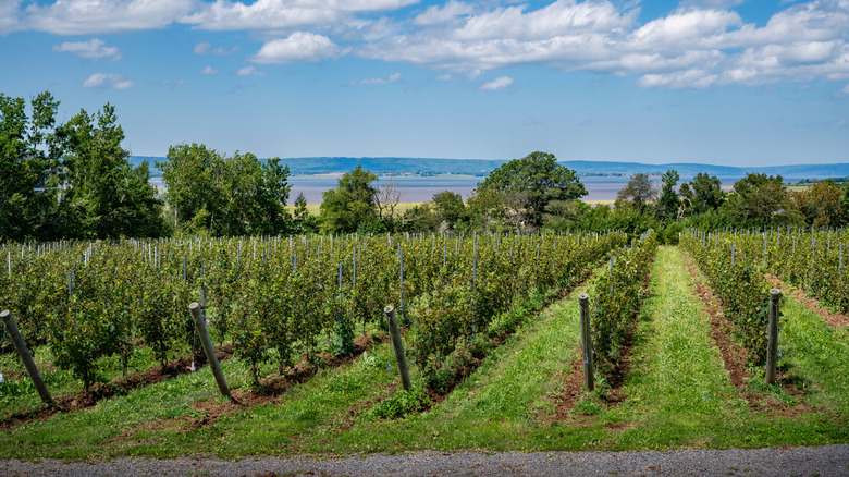 Vineyard rows on a sunny day in Nova Scotia