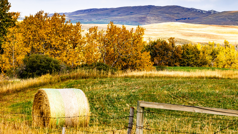 A bale of hay sits in a field surrounded by rolling grassy hills near Cardston