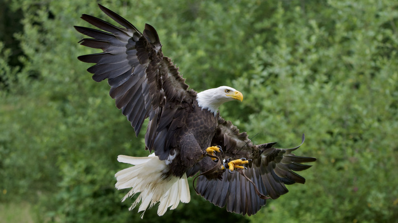 An attraction around Duncan is The Raptors where you can watch raptor demonstrations