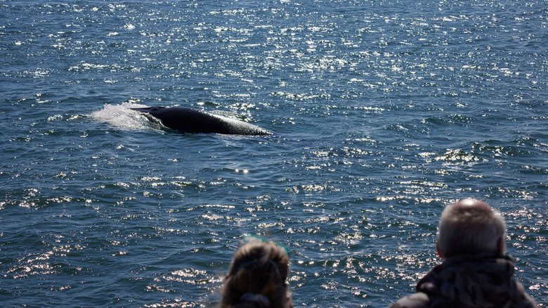 Whale-watching in the Bay of Fundy