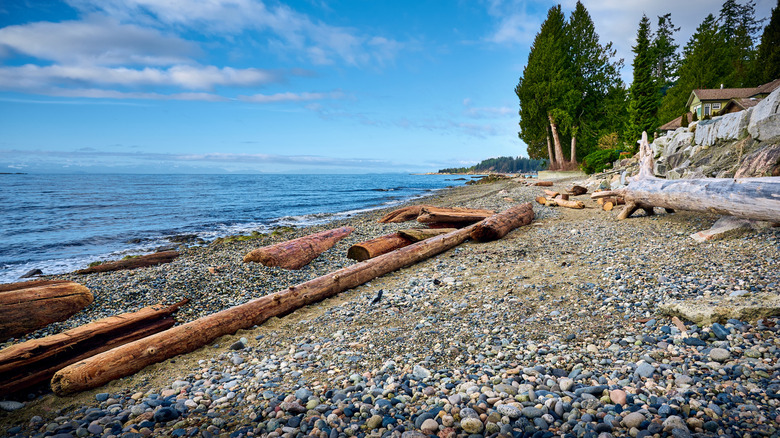 Driftwood at Henderson Beach at Roberts Creek Coast, Canada