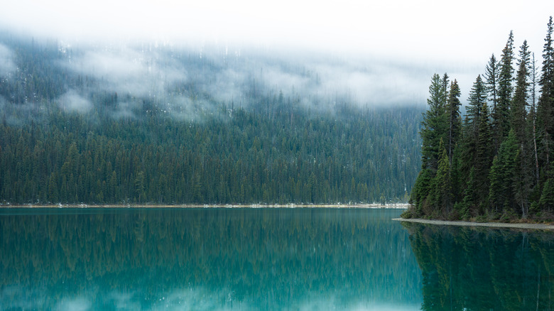 A foggy view of the trees and mountain around Emerald Lake in British Colombia