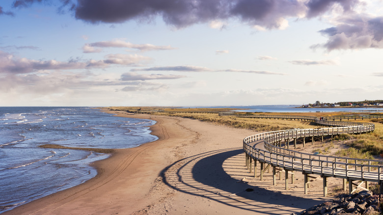 A slate blue ocean, a bright sky with purple stratocumulus clouds, and a long stretch of golden sand beach bordered by golden cordgrass at Bouctouche, New Brunswick, Canada