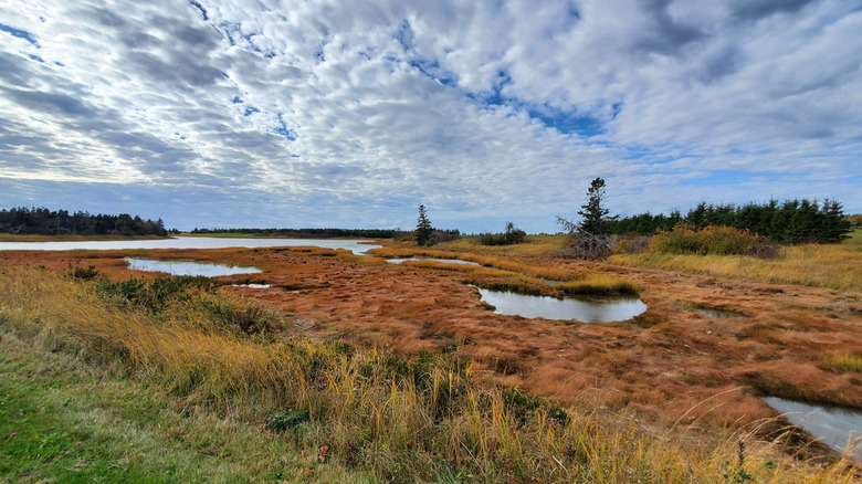 Marshland beneath a cloudy sky near Kensington on Prince Edward Island.