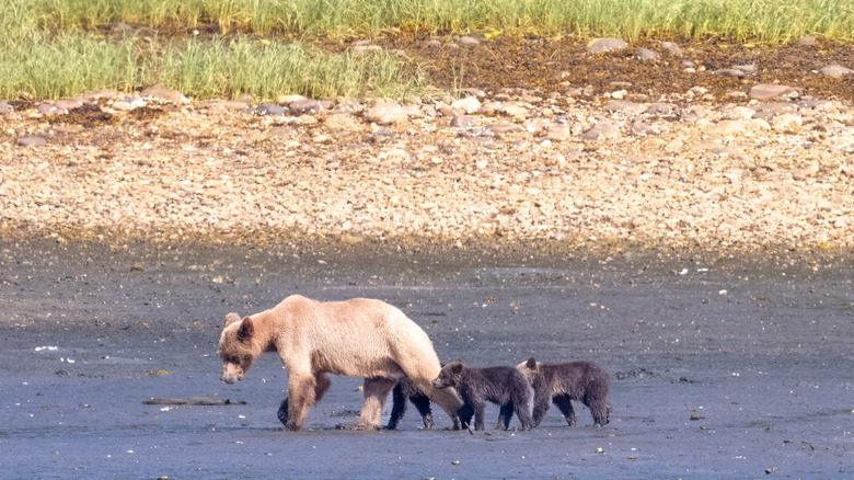 mother grizzly bear and two cubs walking along dark sand and grass