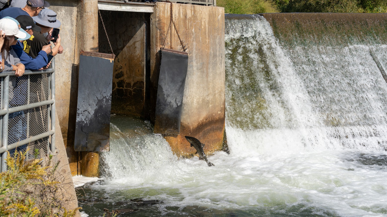 Onlookers watching salmon leaping over the fish ladder in Port Hope, Ontario