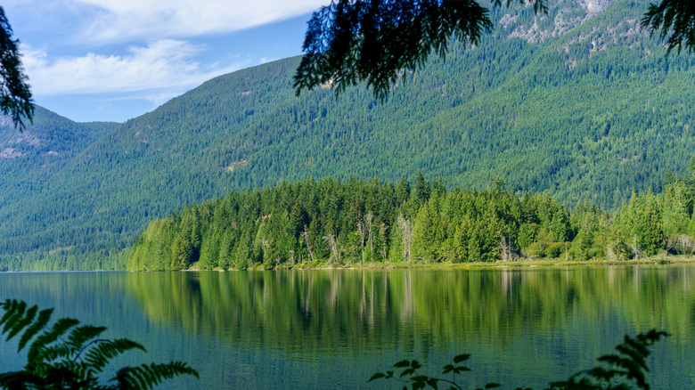 Trees on the shoreline and forest at Inland Lake near Powell River, British Columbia, Canada