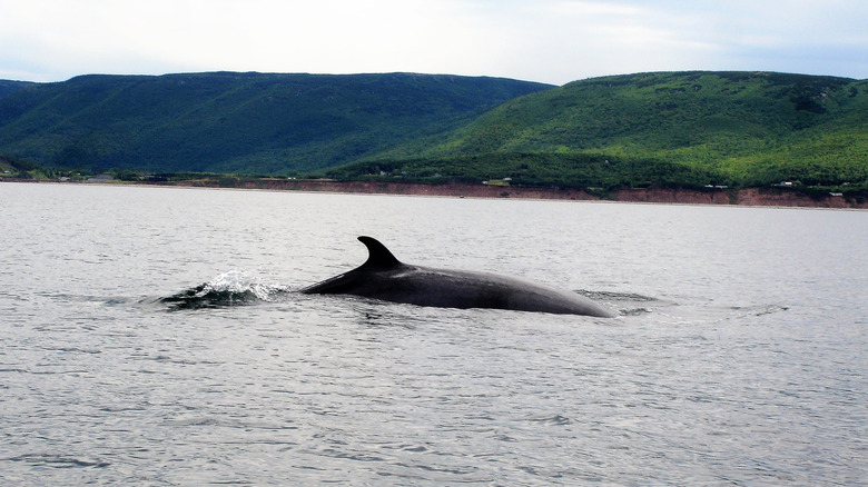 A pilot whale dorsal fin emerging from the water near Cape Breton Island, Nova Scotia