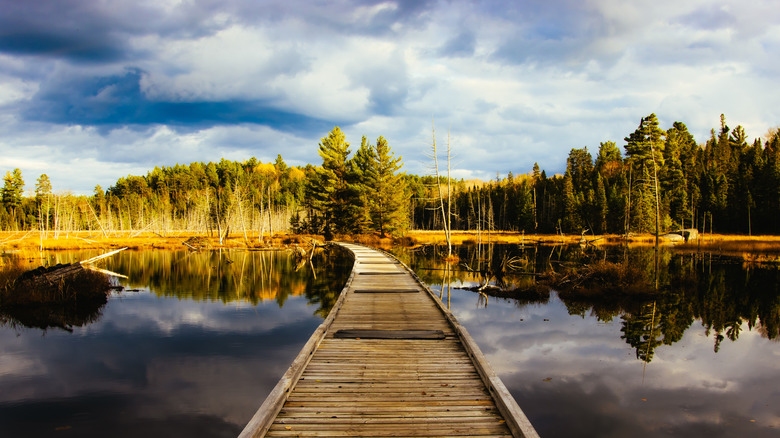 A long boardwalk over a marsh with trees