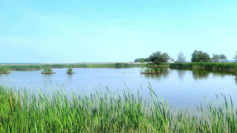 A scenic view of Hay Island in Neguac.
